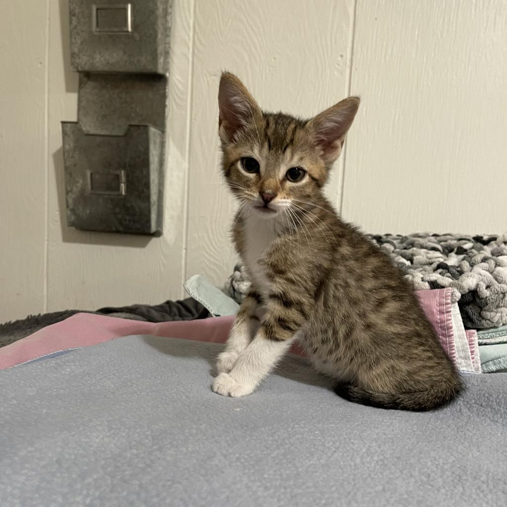 Chipotle, Adoptable, Adult Male Domestic Short Hair.