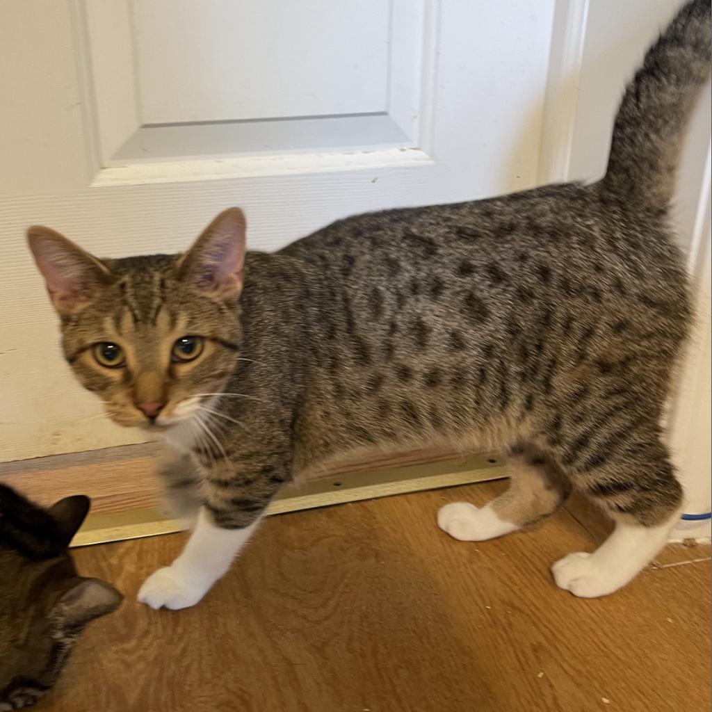 Enlarge Chipotle, a Adoptable Domestic Short Hair in Wappingers Falls, NY image 3/3