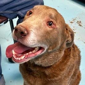 Enlarge Lucian, a Adoptable Mixed Breed in Poplar Bluff, MO image 1/3