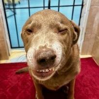 Enlarge Lucian, a Adoptable Mixed Breed in Poplar Bluff, MO image 2/3