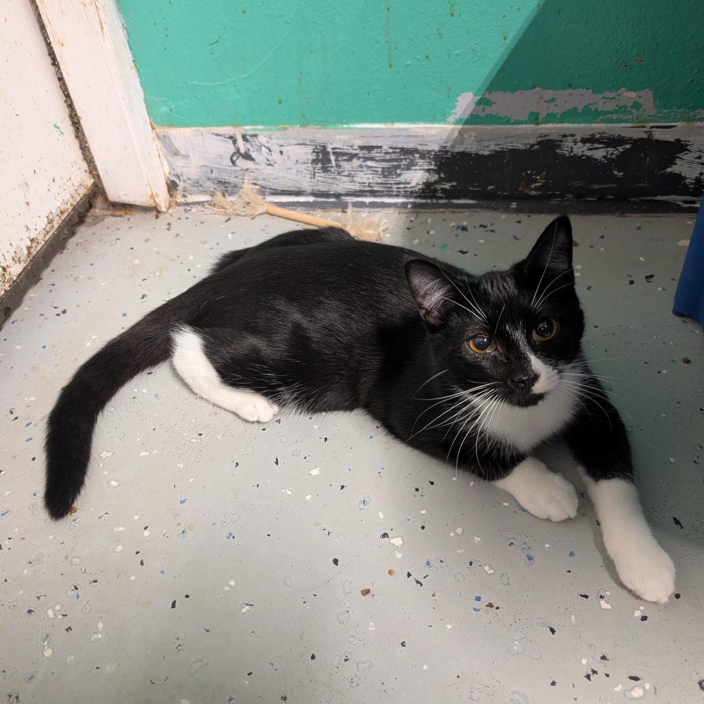 Donatello, Adoptable, Young Male Domestic Short Hair.