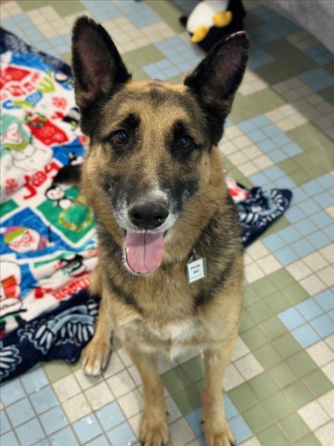 Enlarge DAISY, a Adoptable German Shepherd Dog in Loveland, CO image 1/1