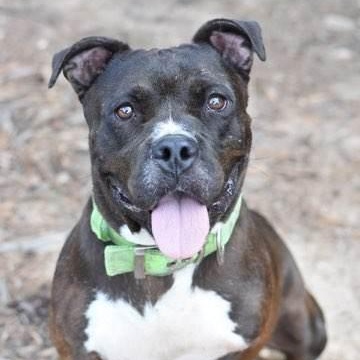 Enlarge Elroy, a Adoptable mixed breed in Willis, TX image 2/5