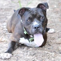 Enlarge Elroy, a Adoptable mixed breed in Willis, TX image 4/5