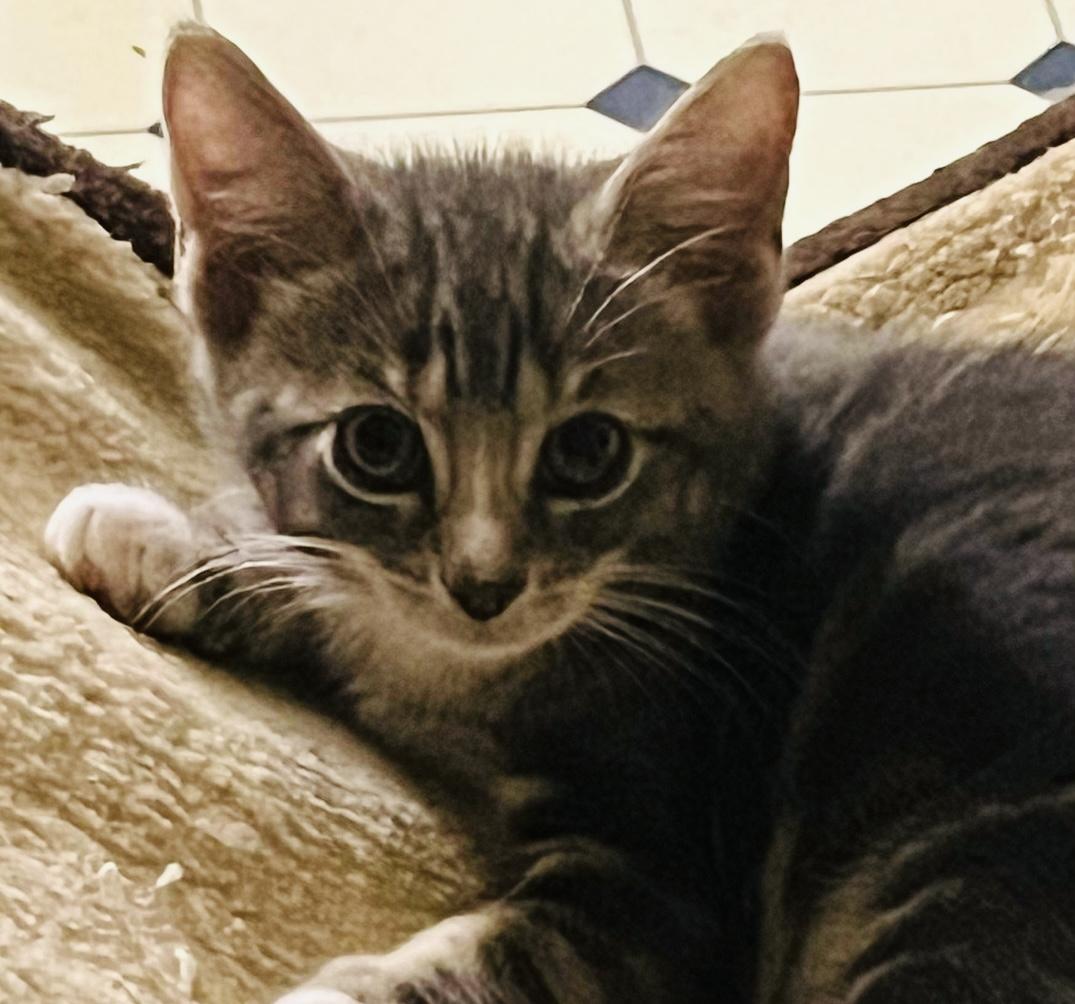 Nathaniel (black and white) and Zachary (grey), a Adoptable Domestic Short Hair in Hoboken, NJ image 6/6