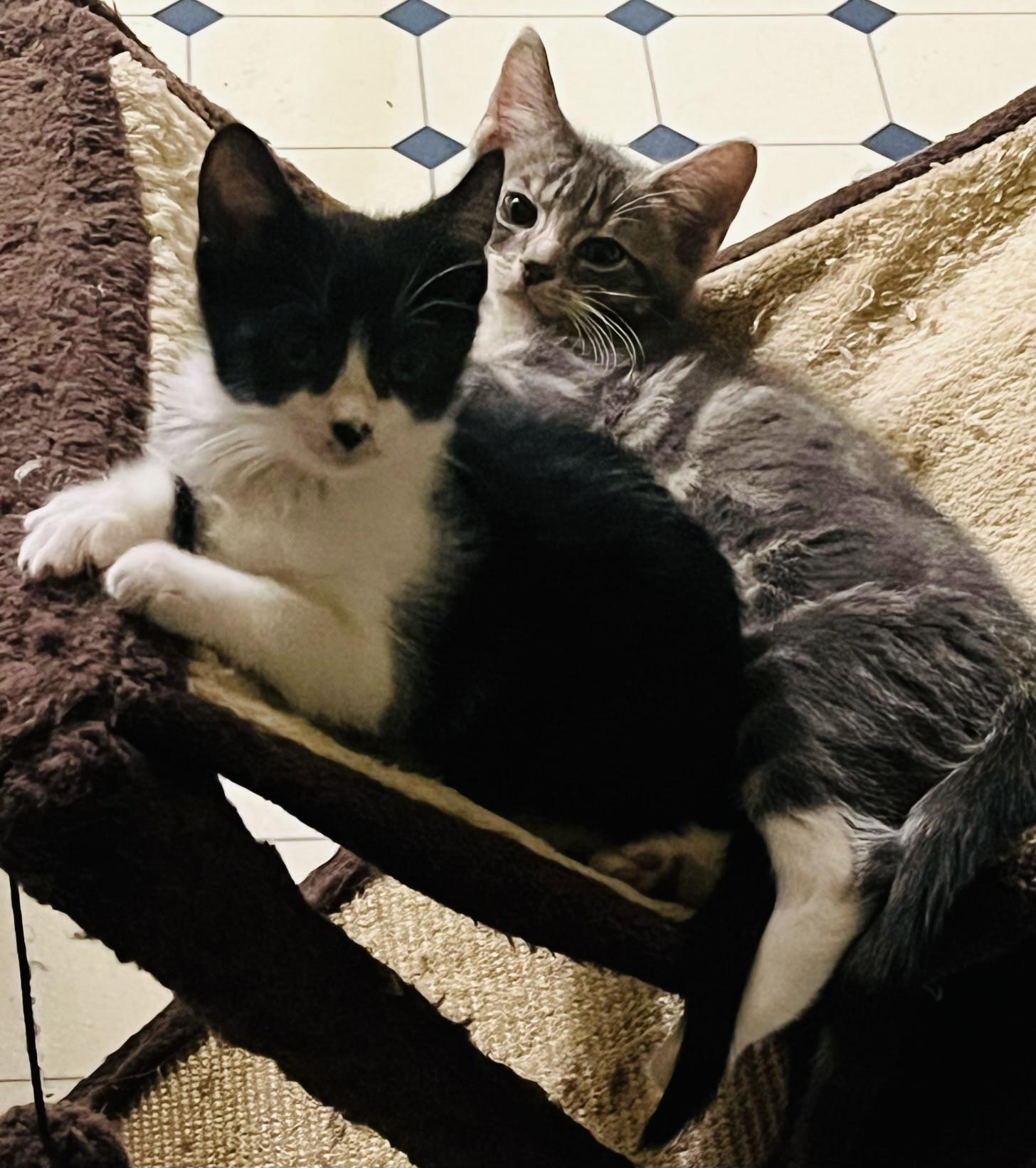 Nathaniel (black and white) and Zachary (grey), Adoptable, Kitten Male Domestic Short Hair.