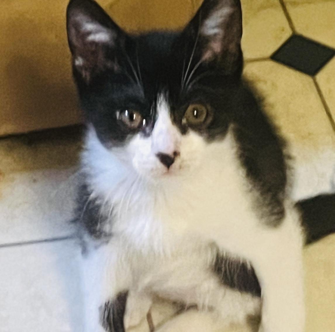 Nathaniel (black and white) and Zachary (grey), a Adoptable Domestic Short Hair in Hoboken, NJ image 3/6