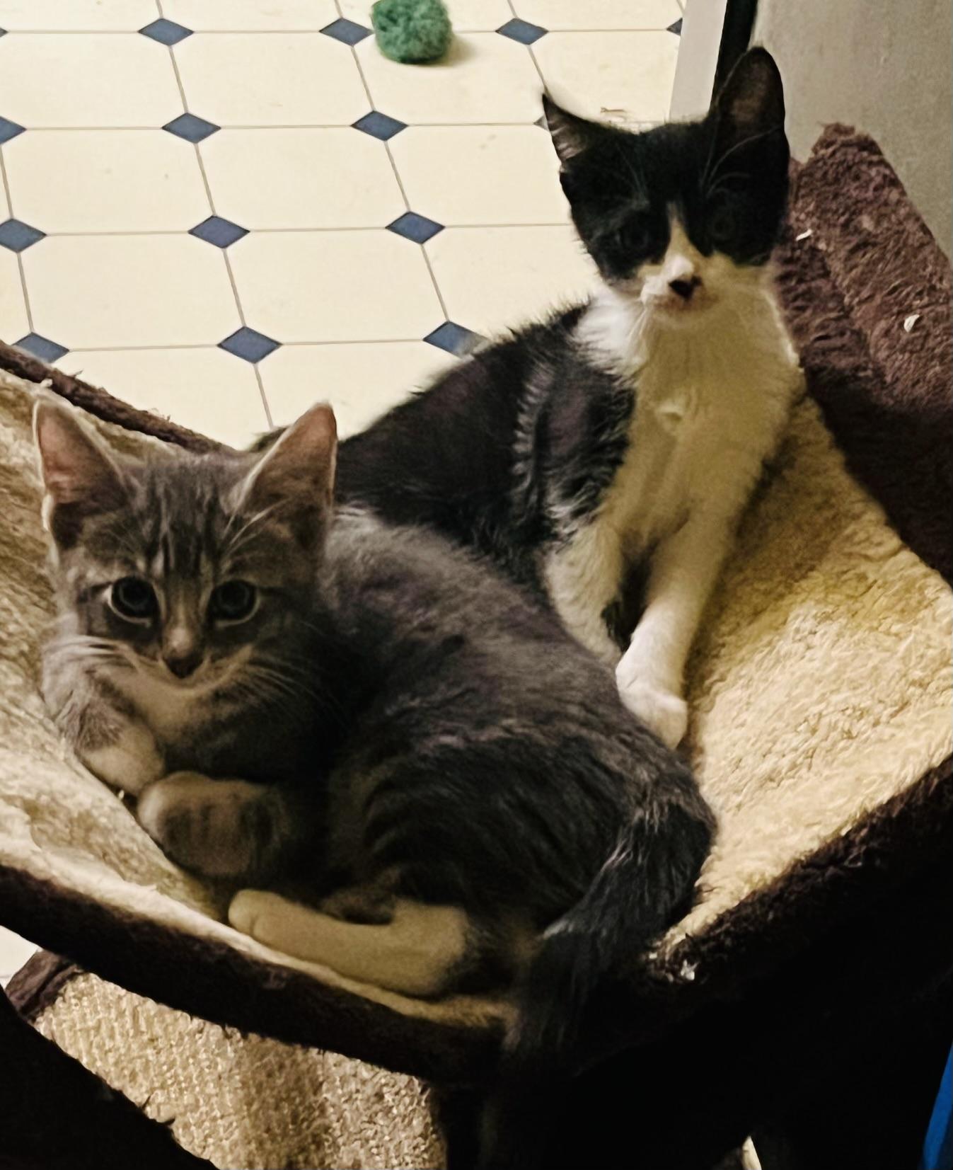 Nathaniel (black and white) and Zachary (grey), a Adoptable Domestic Short Hair in Hoboken, NJ image 2/6
