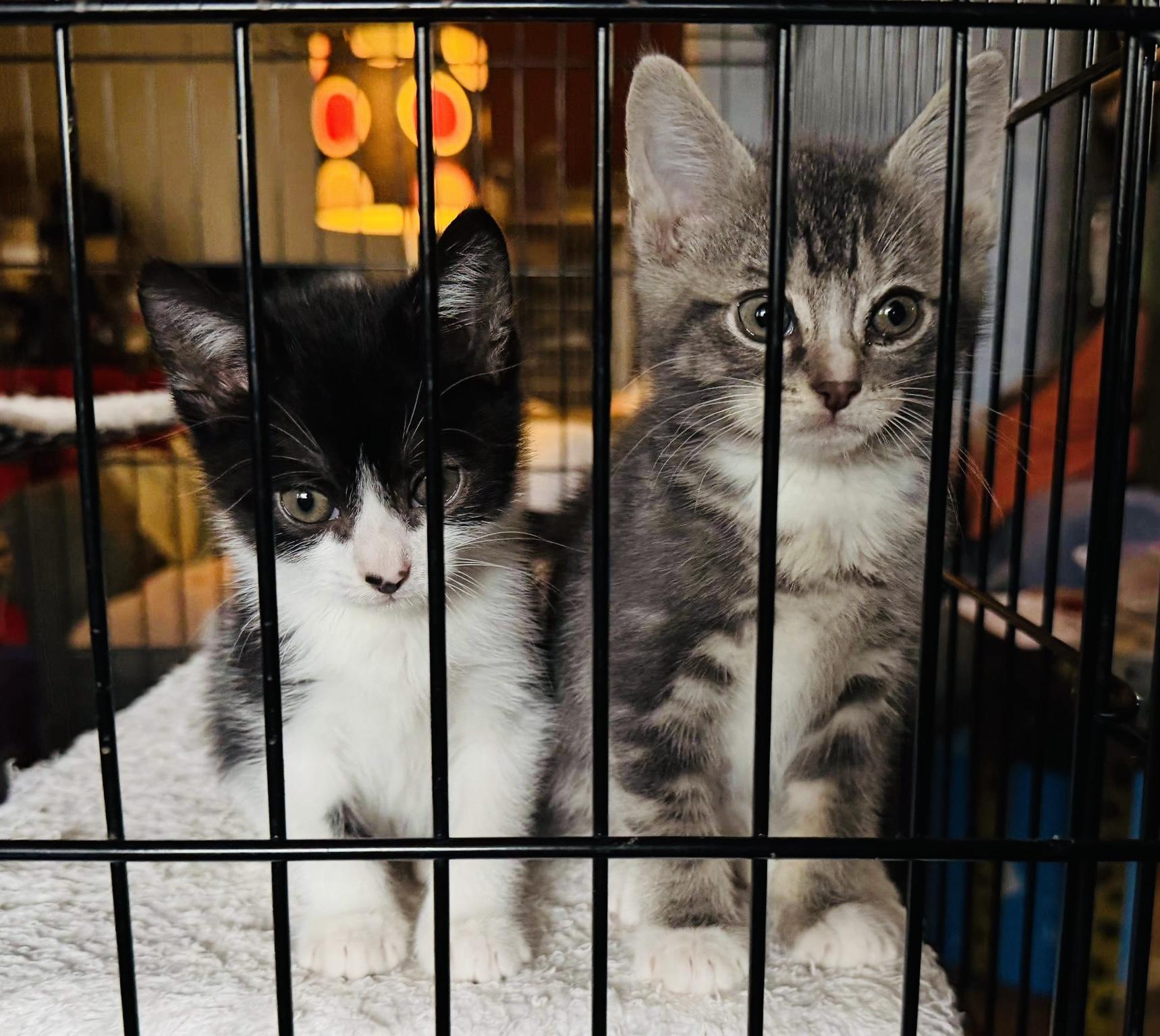 Nathaniel (black and white) and Zachary (grey), a Adoptable Domestic Short Hair in Hoboken, NJ image 4/6