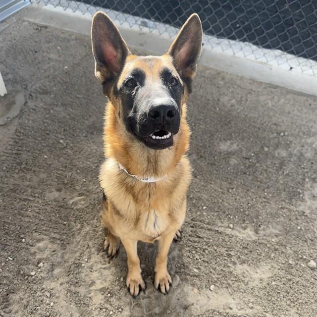 Enlarge EVIE, a Adoptable German Shepherd Dog in Thousand Palms, CA image 1/1