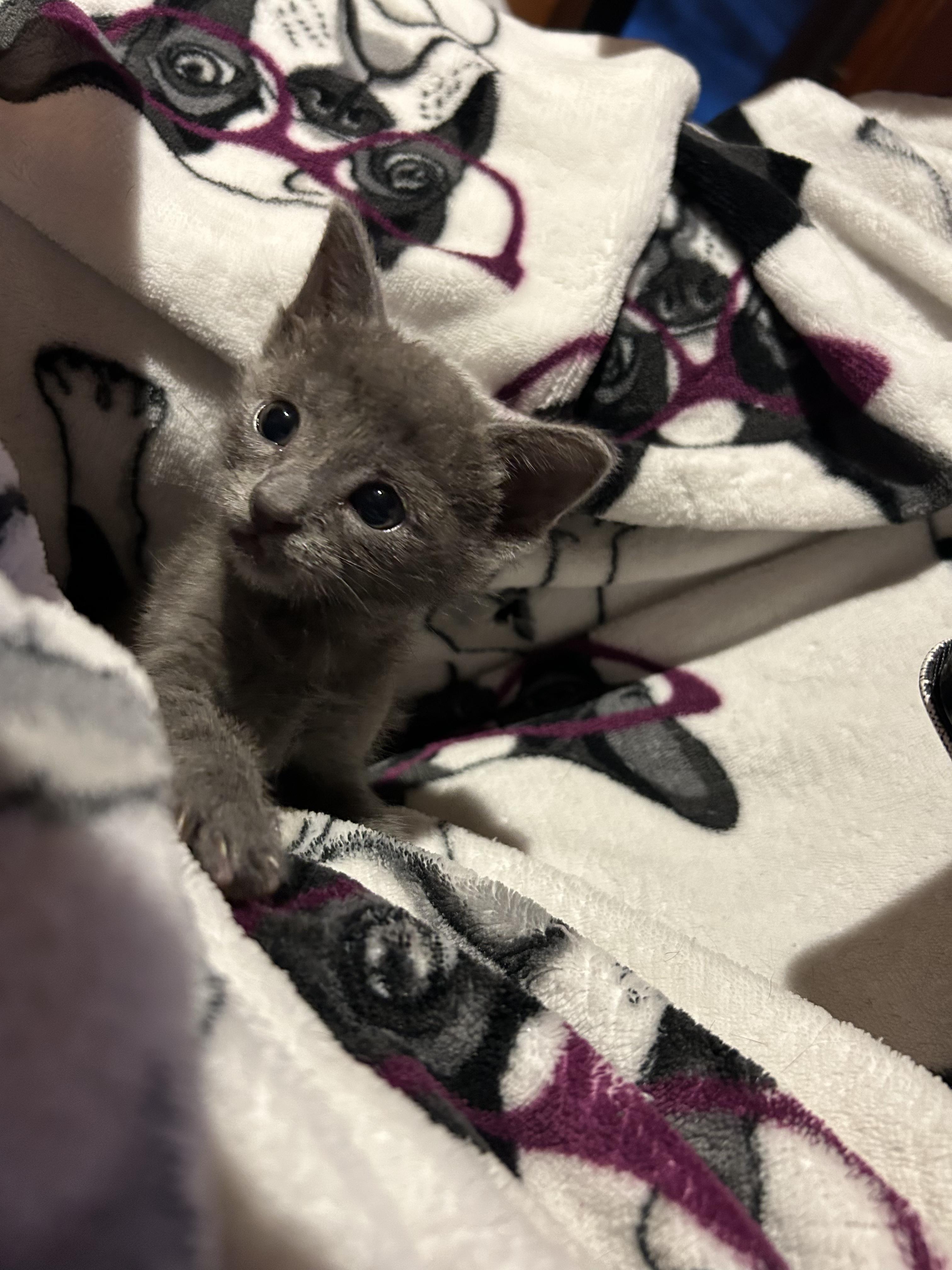 Enlarge Betty, a Adoptable Domestic Short Hair in Long Beach, CA image 1/2