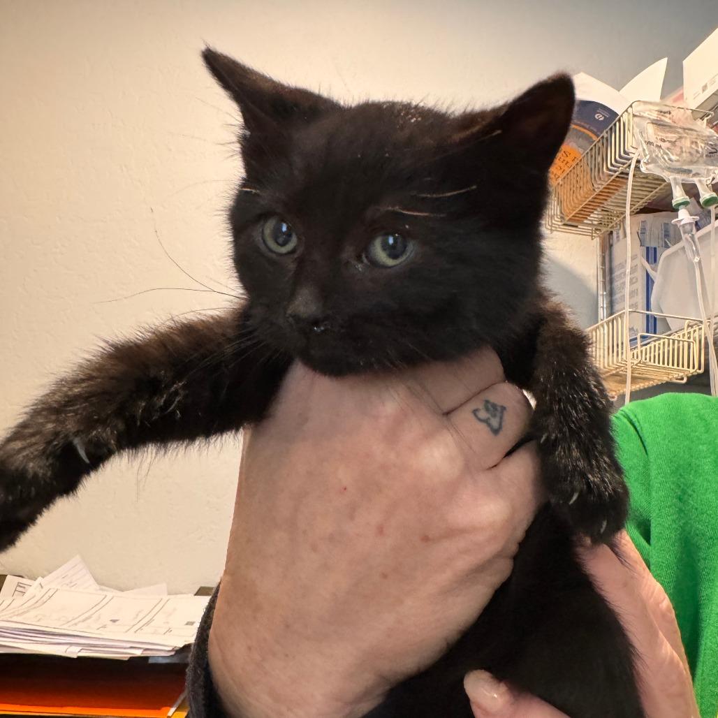 Porsche, Adoptable, Kitten Female Domestic Short Hair.