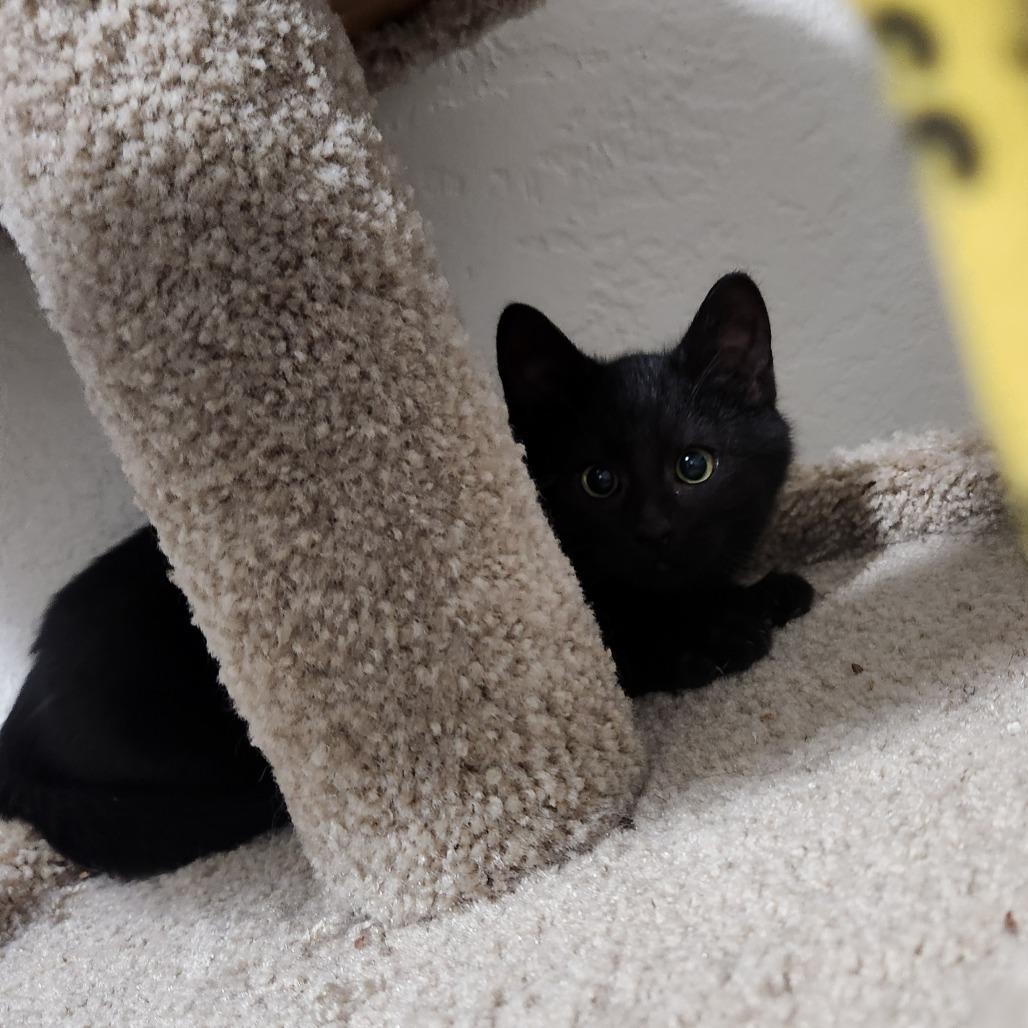 Enlarge Porsche, a Adoptable Domestic Short Hair in Talent, OR image 2/2