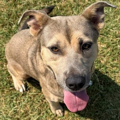 Tyler, Adoptable, Adult Male Shepherd & Mixed Breed.
