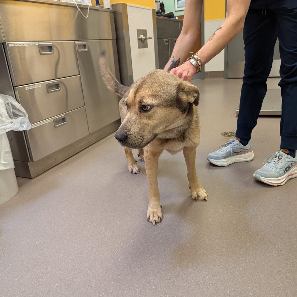 Tyler, a Adoptable mixed breed in Norman, OK image 4/5
