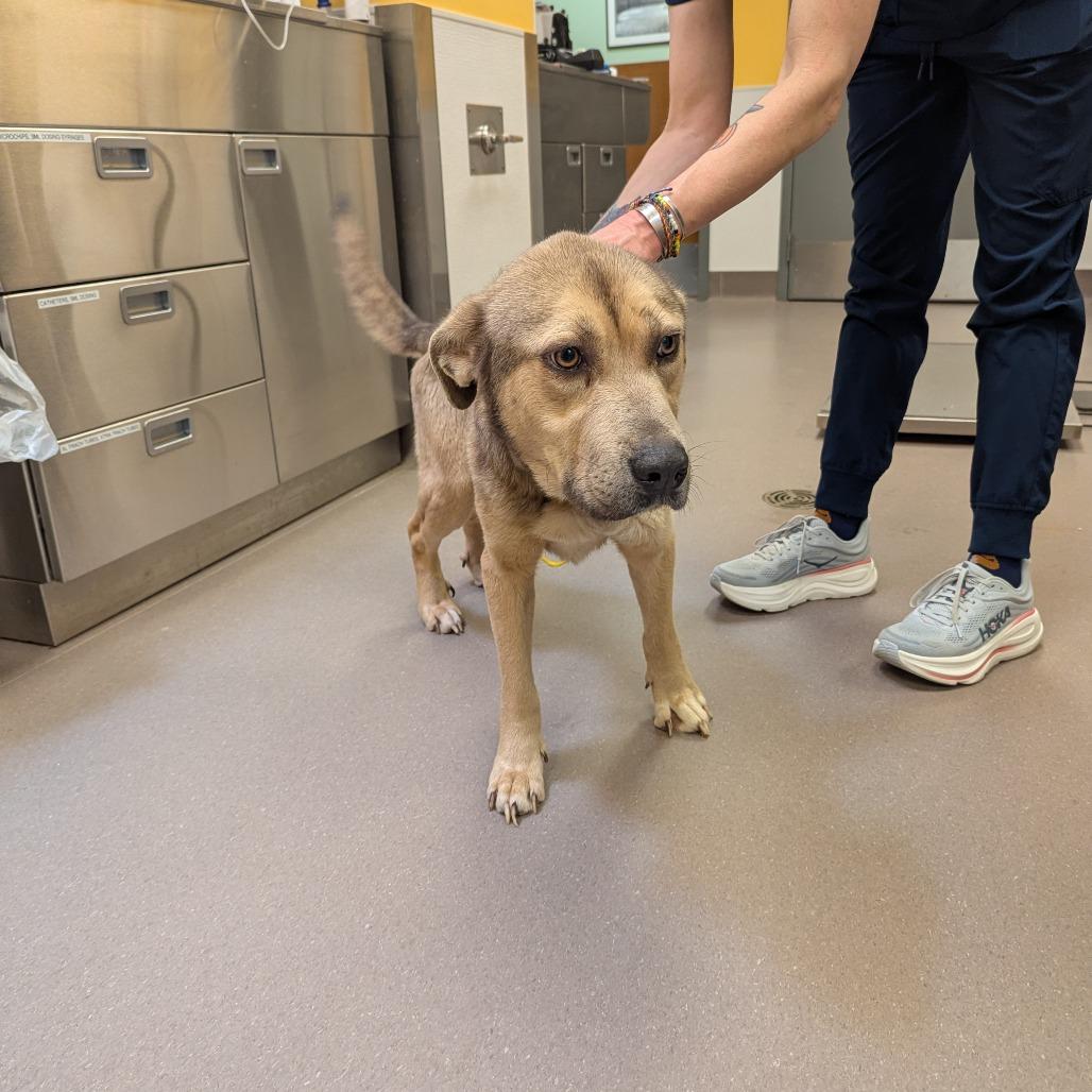 Tyler, a Adoptable mixed breed in Norman, OK image 5/5