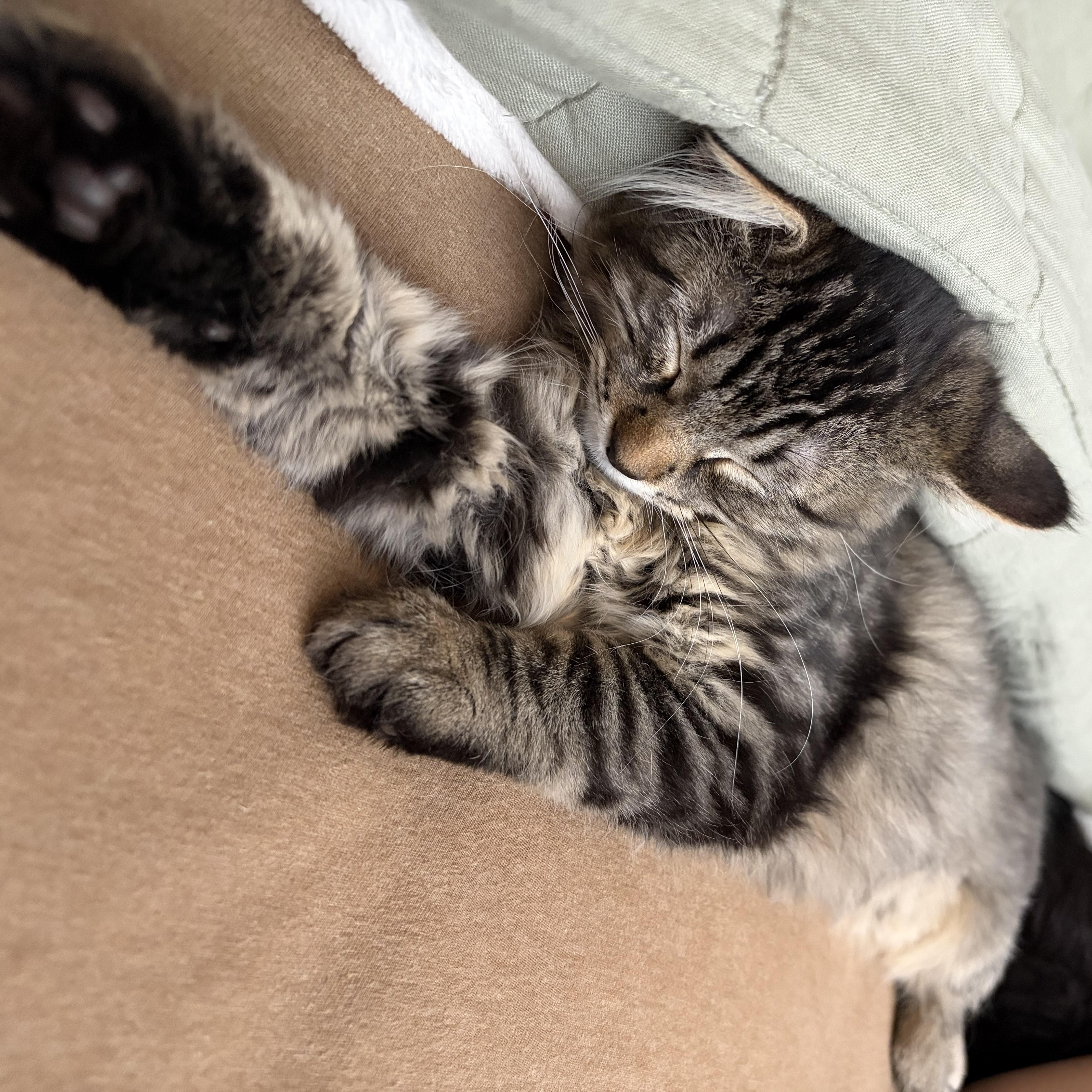 Enlarge Minnie, a ADOPTABLE Domestic Medium Hair in Salt Lake City, UT image 4/5