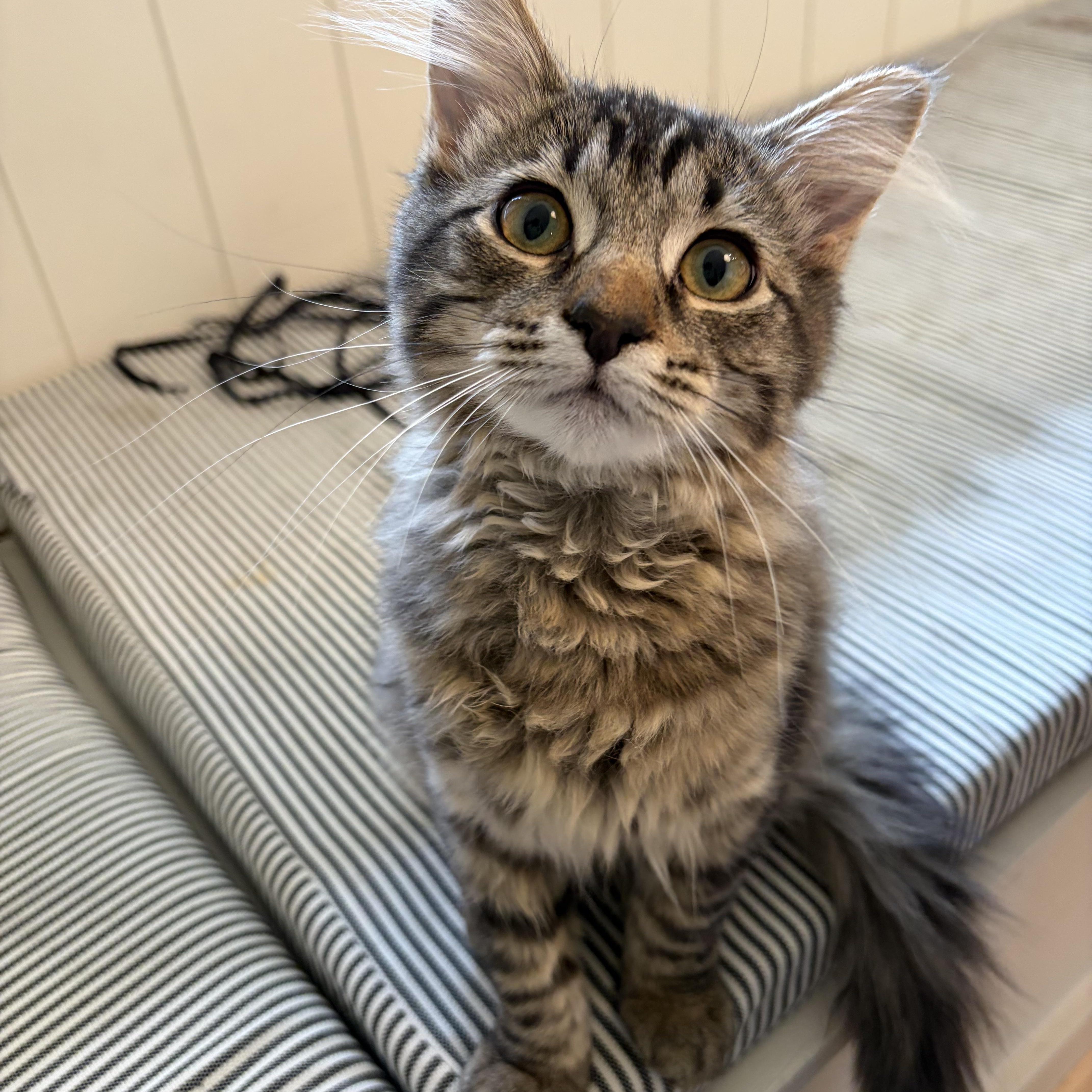 Enlarge Minnie, a ADOPTABLE Domestic Medium Hair in Salt Lake City, UT image 2/5