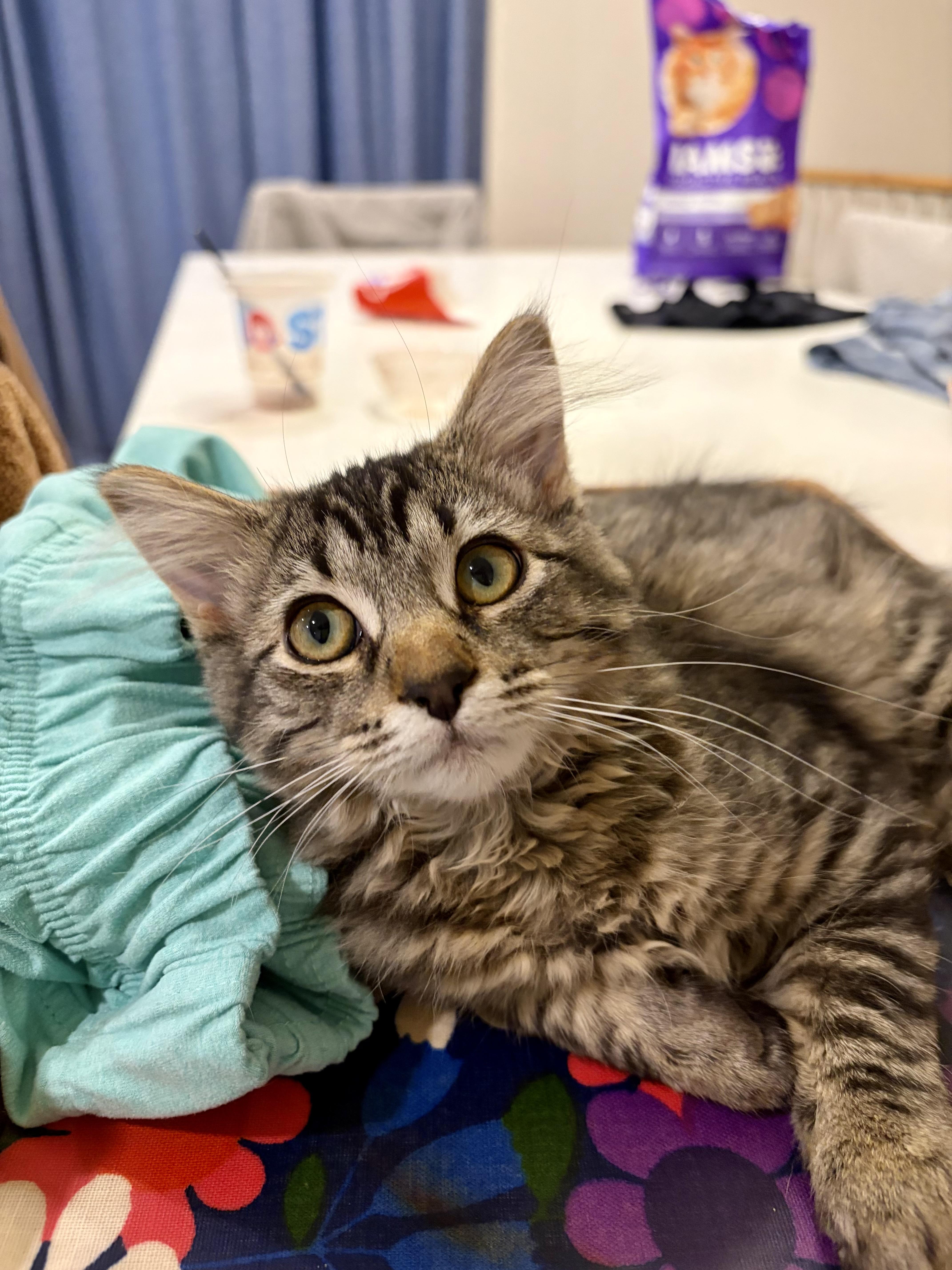Enlarge Minnie, a ADOPTABLE Domestic Medium Hair in Salt Lake City, UT image 5/5