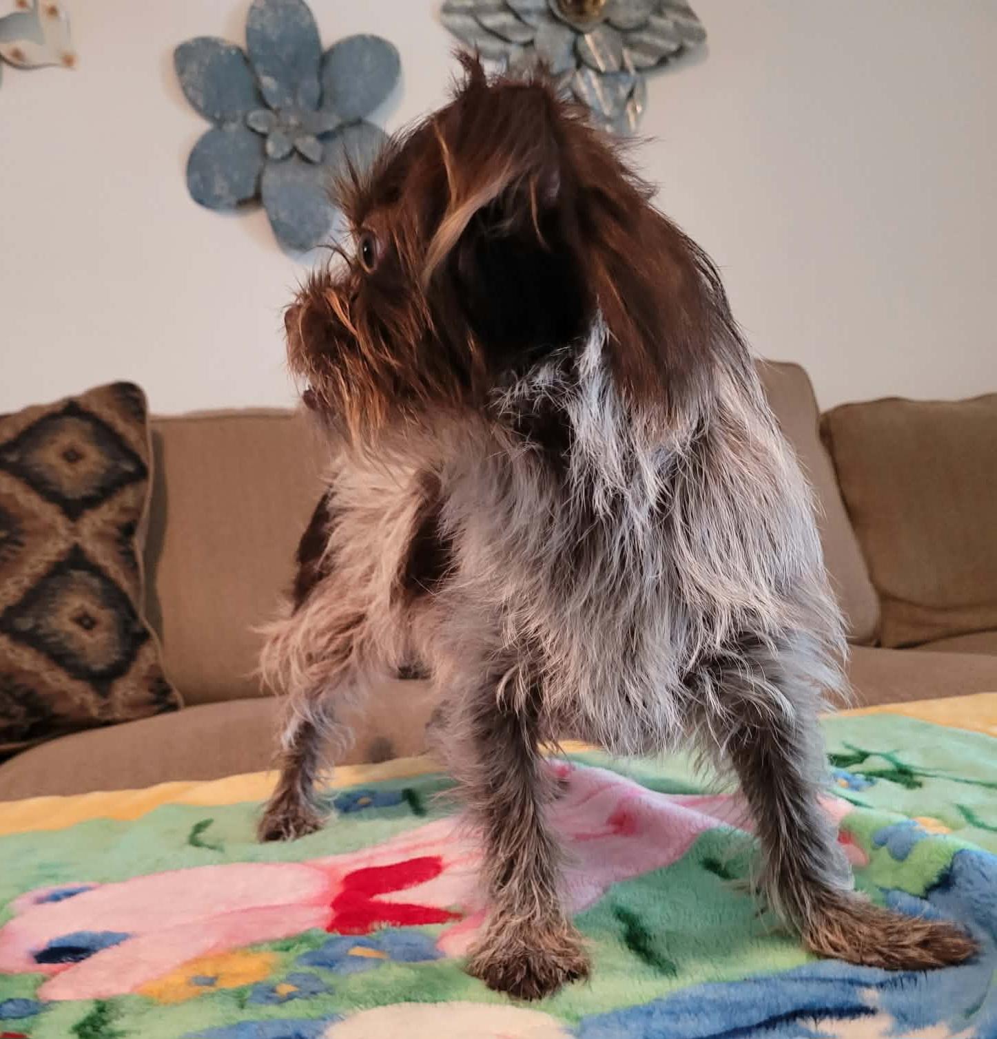 Enlarge Dozer, a Adoptable mixed breed in Nashua, NH image 4/6