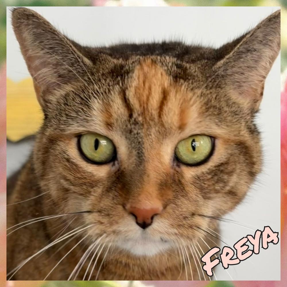 W2 Freya, Adoptable, Adult Female Domestic Short Hair.