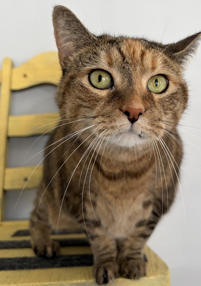 Enlarge W2 Freya, a Adoptable mixed breed in Southbury, CT image 2/3