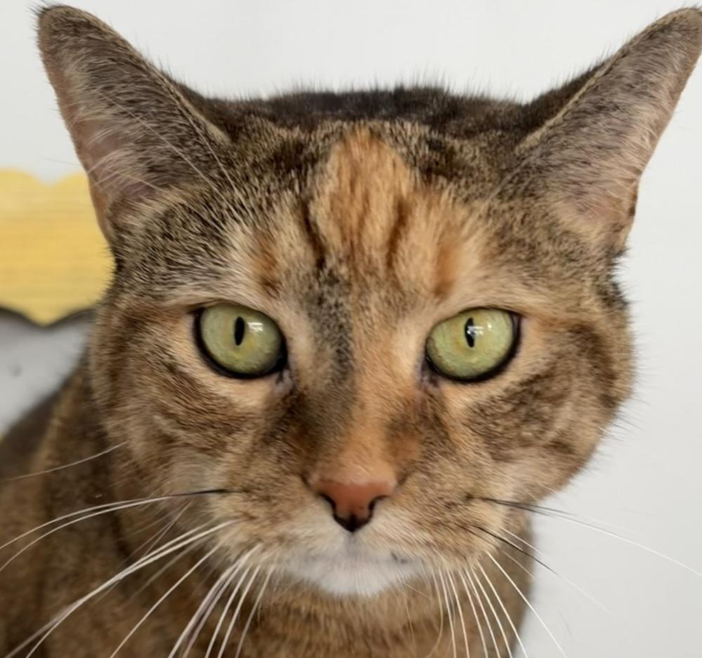 Enlarge W2 Freya, a Adoptable mixed breed in Southbury, CT image 3/3