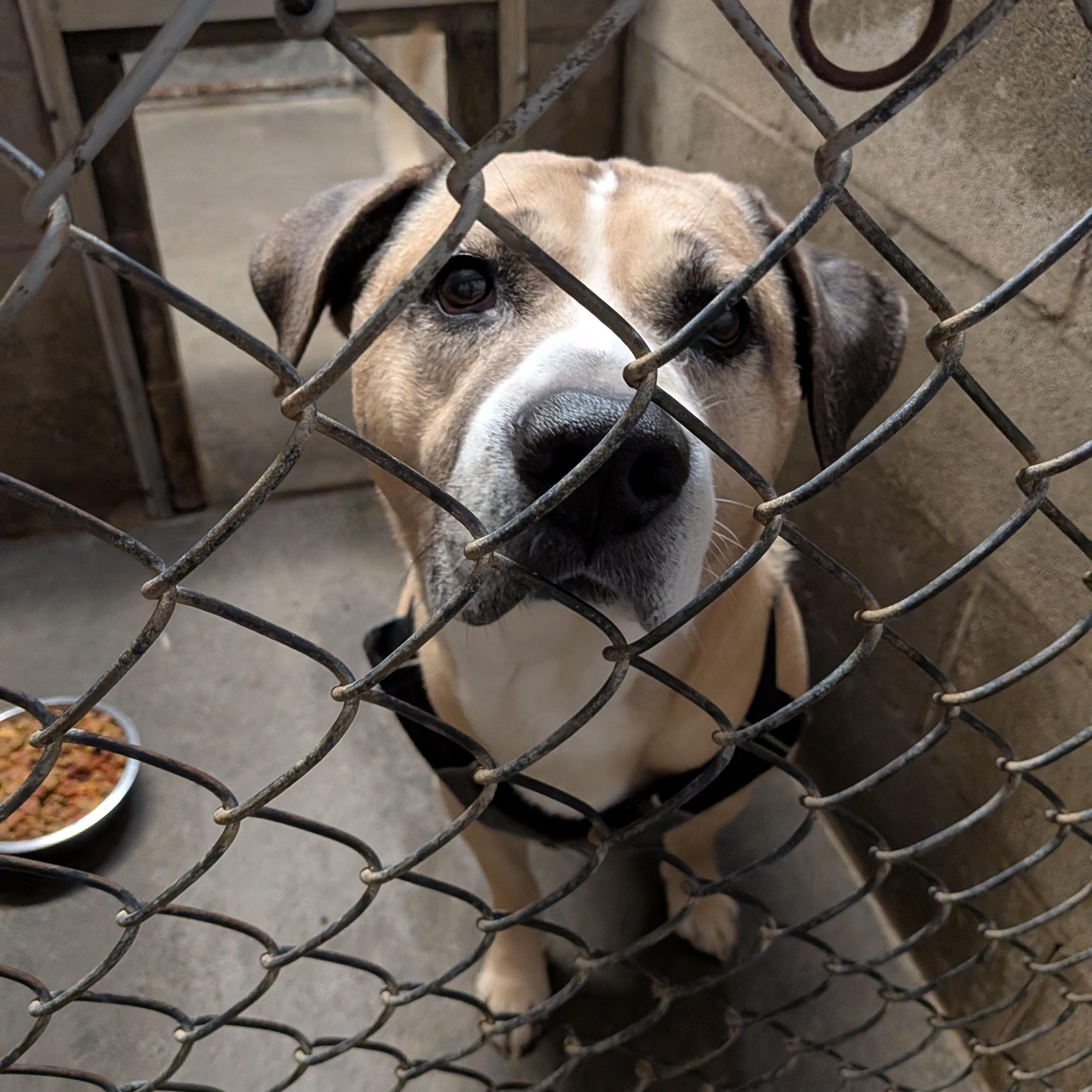 Enlarge Buddy, a ADOPTABLE mixed breed in Hermiston, OR image 1/1