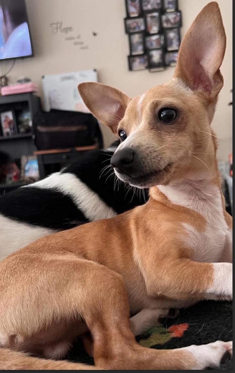 Moses, Baby Male Chihuahua