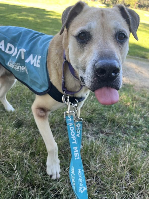 Enlarge Yonna, a Adoptable mixed breed in Oceanside, CA image 1/1