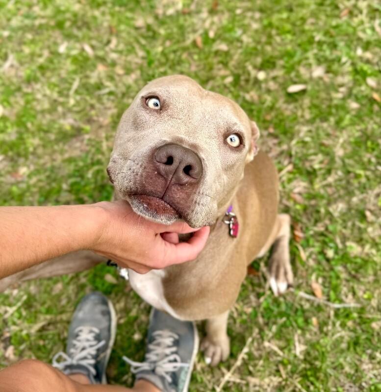 Daisy Love The Certified Sweetheart — thumbnail 5