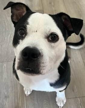 Enlarge Nija (CP), a Adoptable mixed breed in Dallas, TX image 1/4