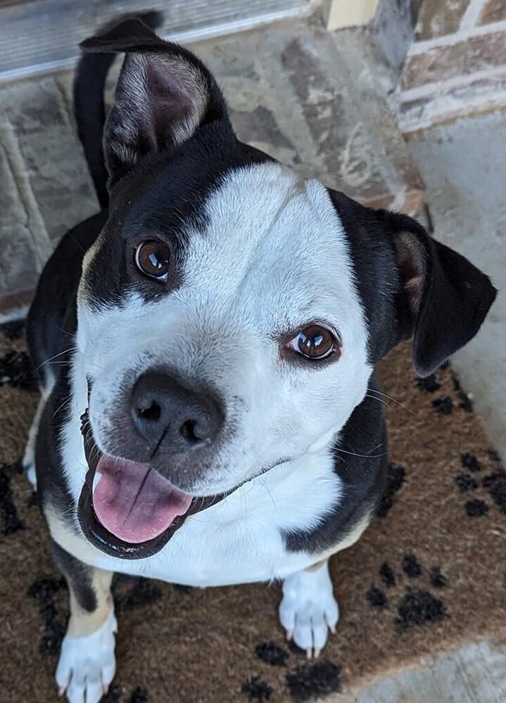 Enlarge Nija (CP), a Adoptable mixed breed in Dallas, TX image 2/4