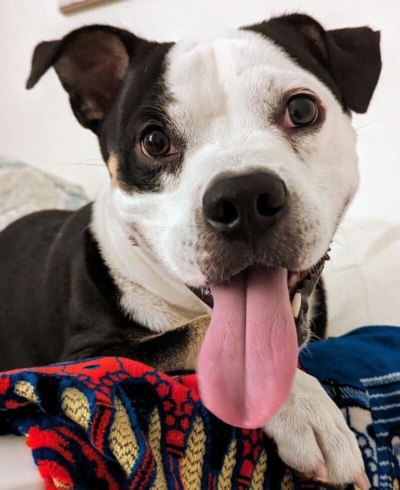 Nija (CP), Adoptable, Adult Male Terrier.