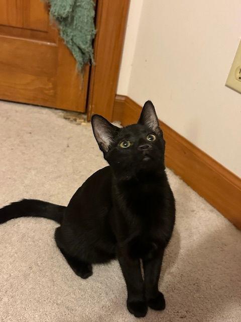 Enlarge Orchid, a Adoptable Domestic Short Hair in Ocean Pines, MD image 1/3