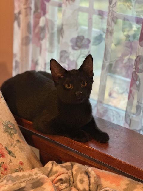 Enlarge Orchid, a Adoptable Domestic Short Hair in Ocean Pines, MD image 2/3