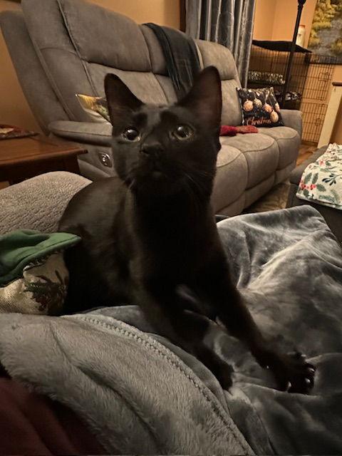 Enlarge Orchid, a Adoptable Domestic Short Hair in Ocean Pines, MD image 3/3