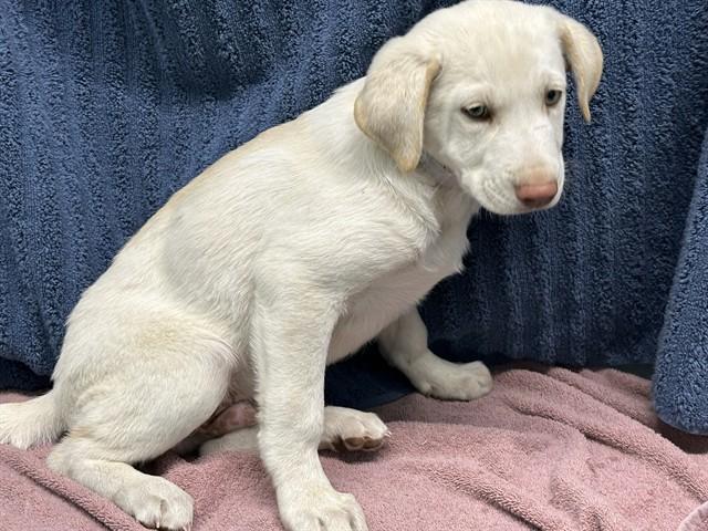 ARLO, Adoptable, Puppy Male English Springer Spaniel & Mixed Breed.