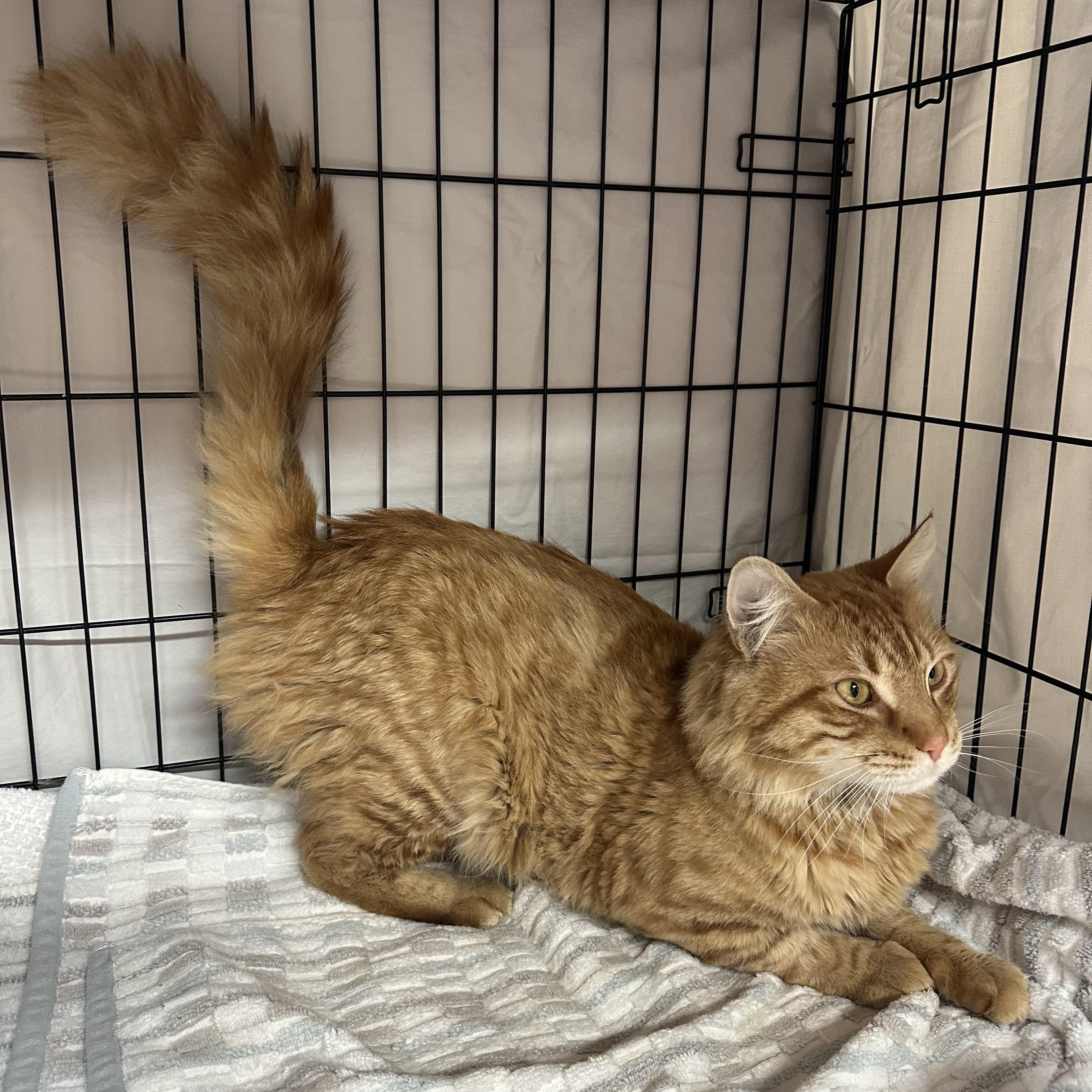 Enlarge Chewy , an adopted Domestic Medium Hair in Clifton, NJ image 3/6