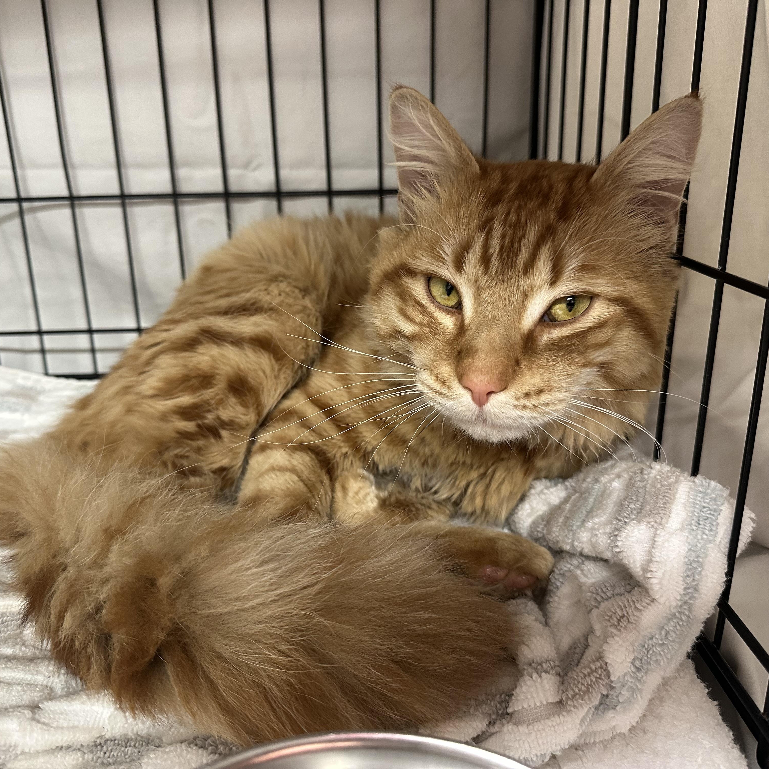 Enlarge Chewy , an adopted Domestic Medium Hair in Clifton, NJ image 5/6