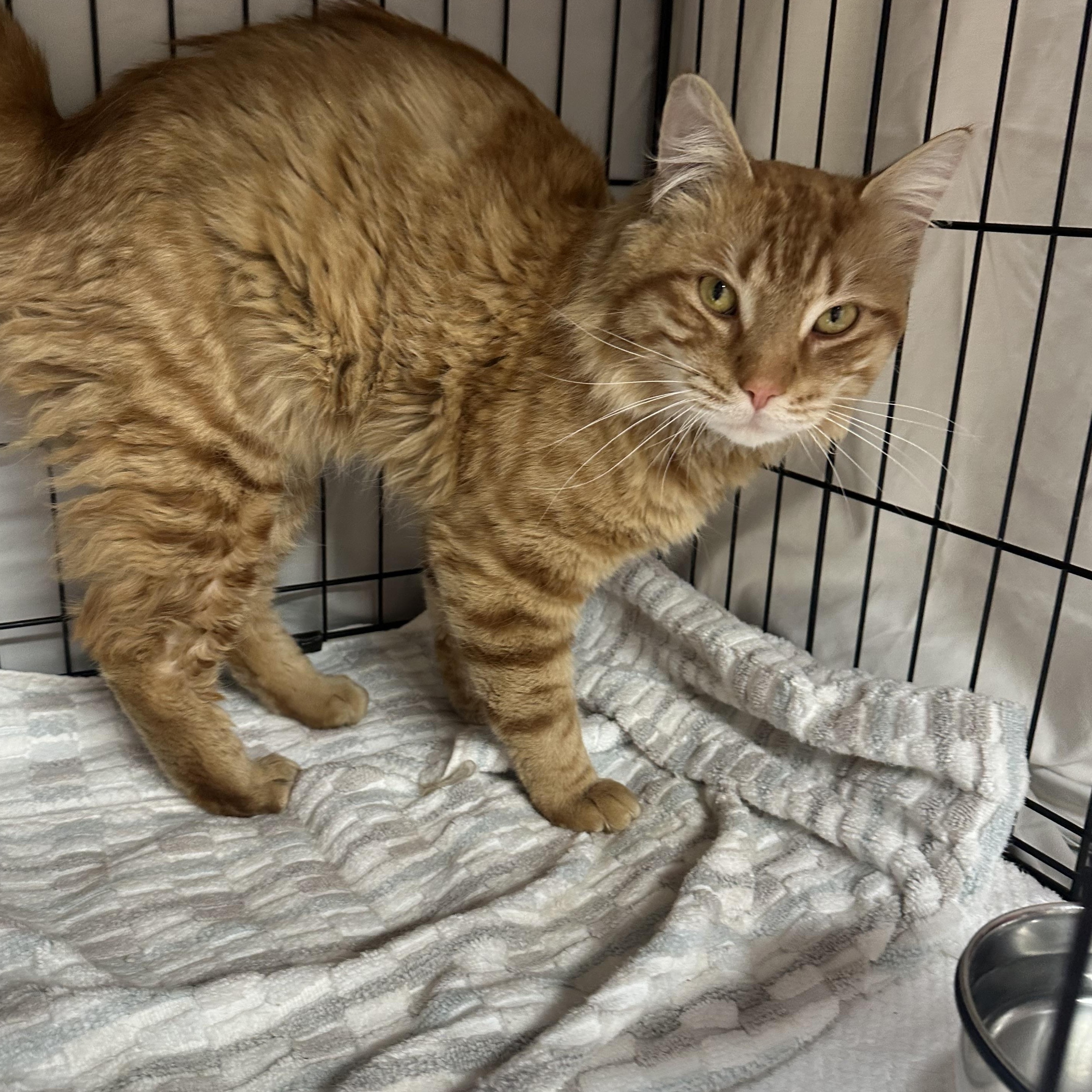 Enlarge Chewy , an adopted Domestic Medium Hair in Clifton, NJ image 6/6