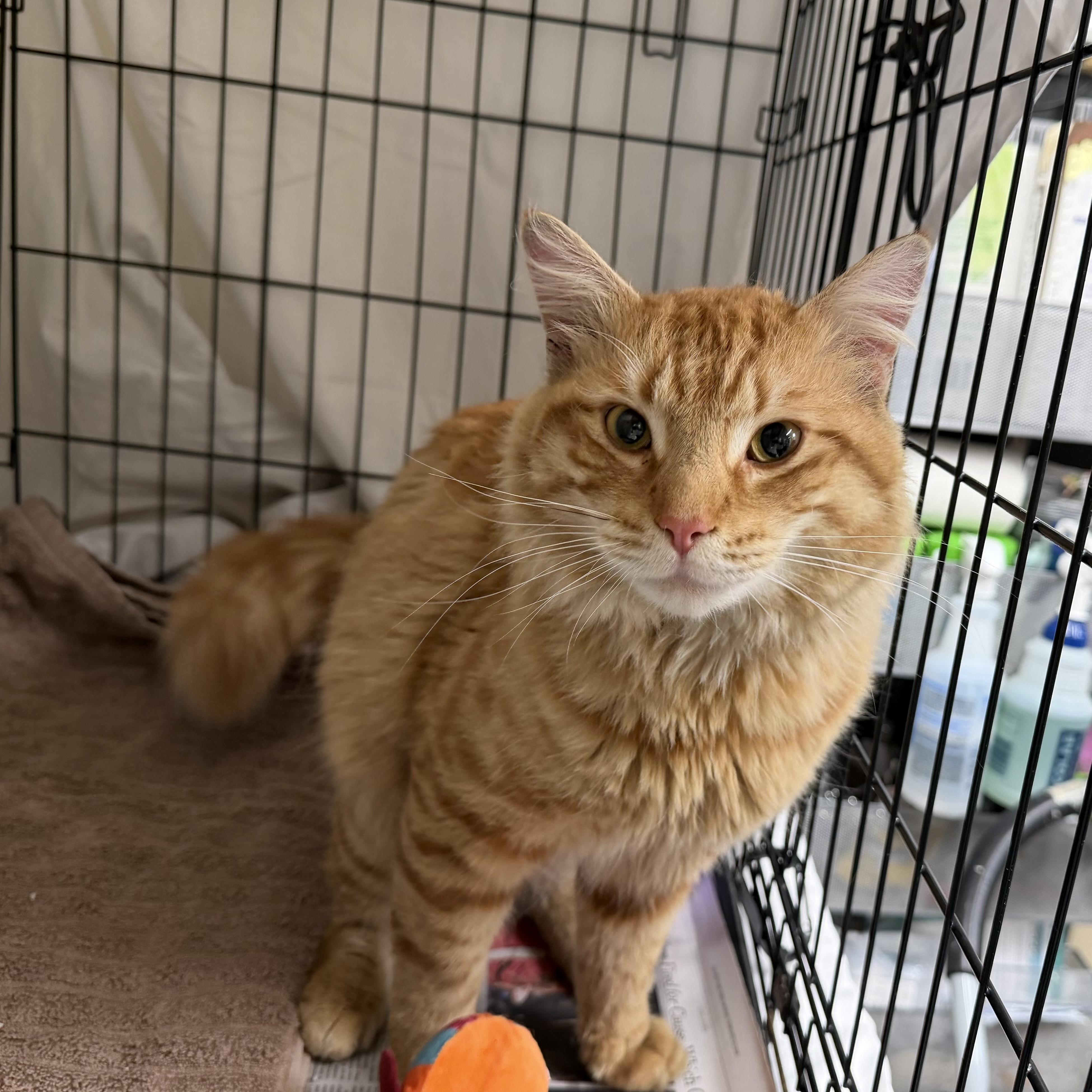 Enlarge Chewy , an adopted Domestic Medium Hair in Clifton, NJ image 4/6