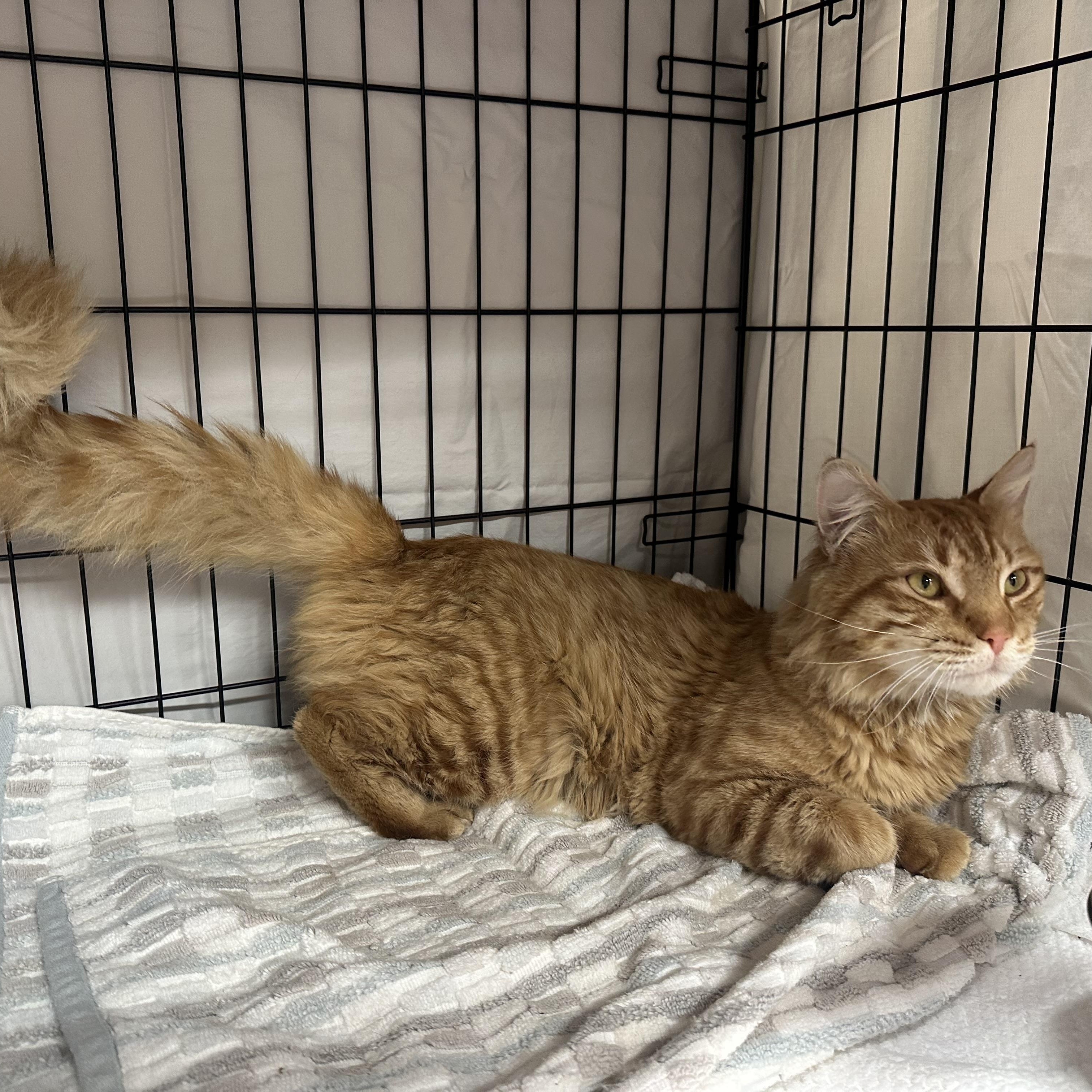 Enlarge Chewy , an adopted Domestic Medium Hair in Clifton, NJ image 2/6