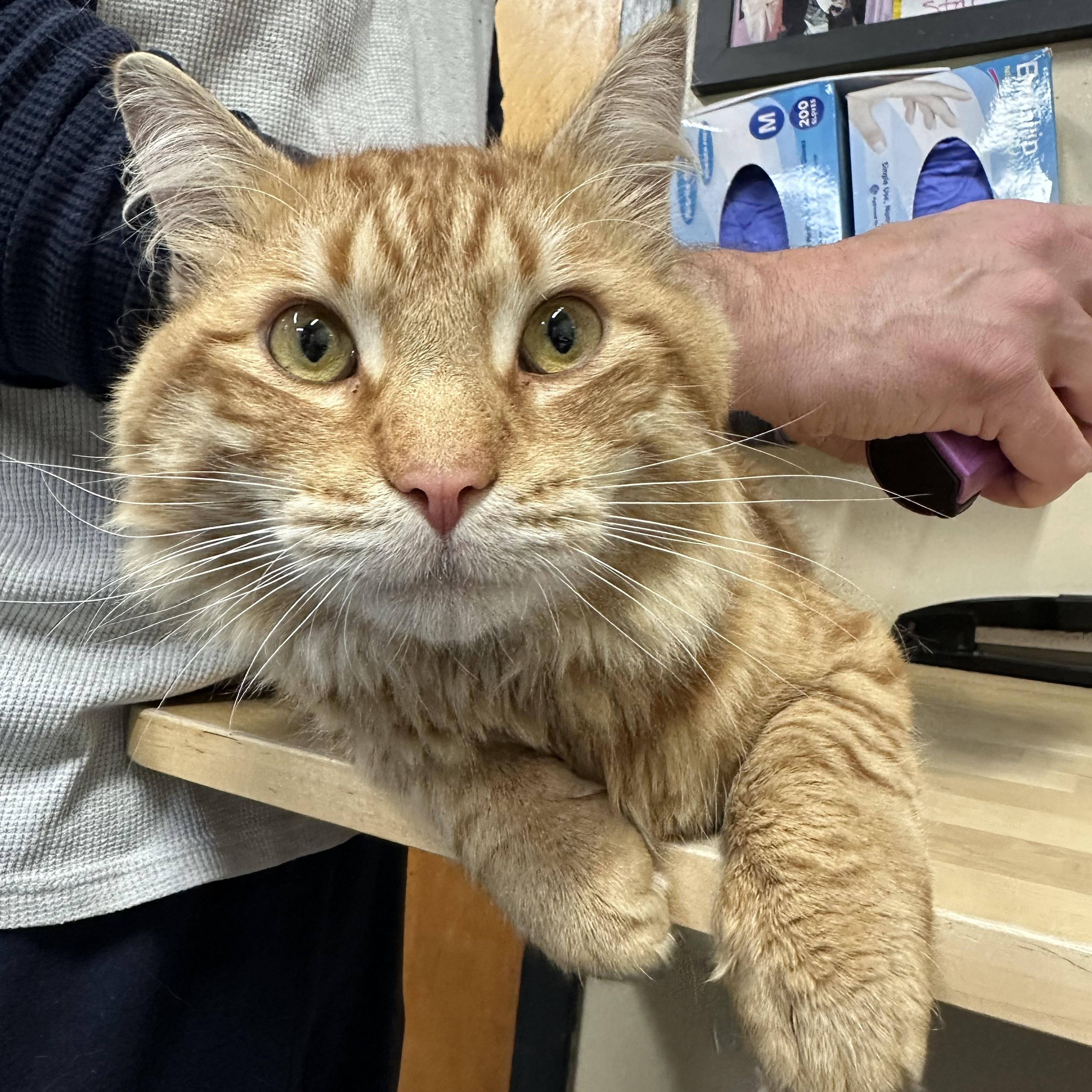 Enlarge Chewy , an adopted Domestic Medium Hair in Clifton, NJ image 1/6