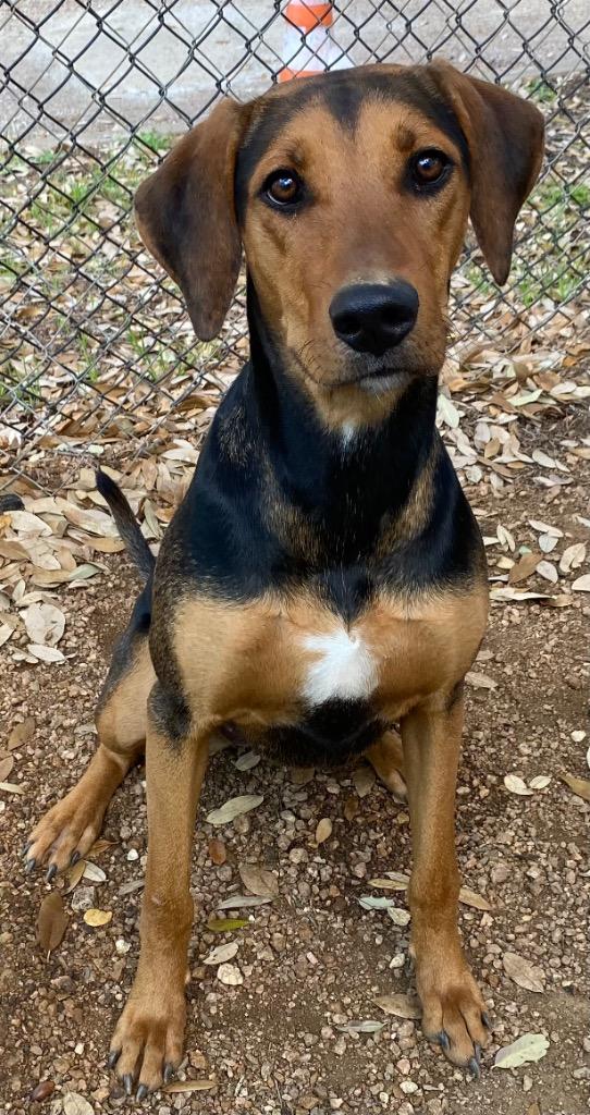 Enlarge Charlene/Andie, a Adoptable mixed breed in Lockhart, TX image 1/3