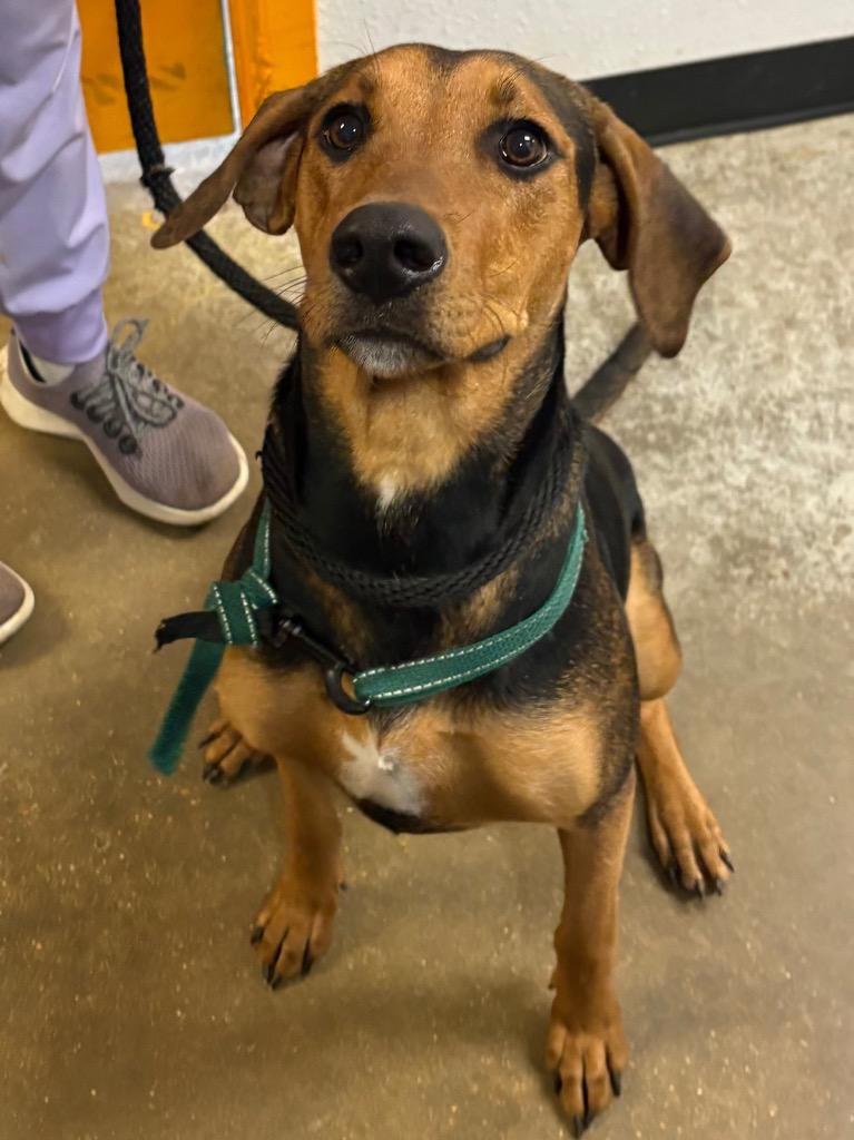 Enlarge Charlene/Andie, a Adoptable mixed breed in Lockhart, TX image 2/3