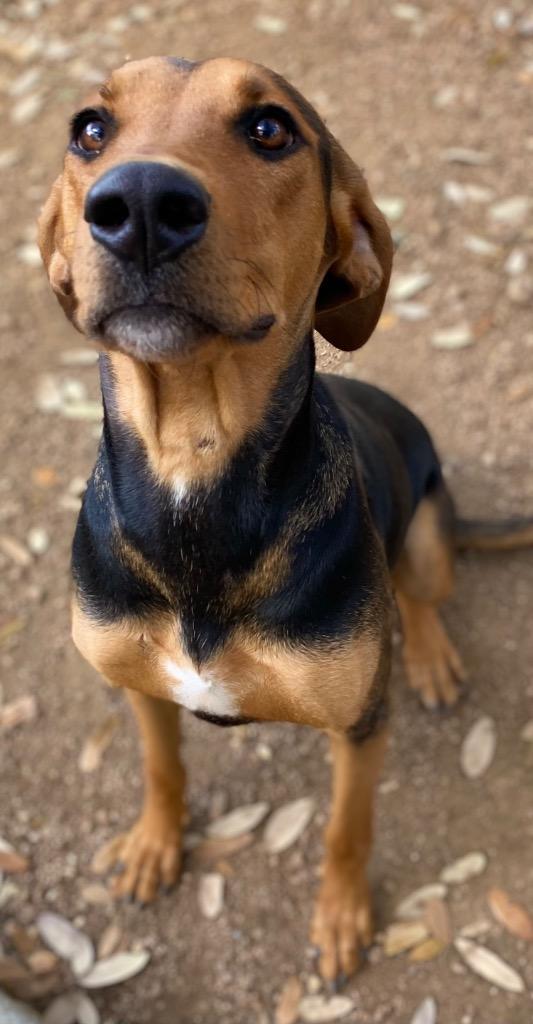 Enlarge Charlene/Andie, a Adoptable mixed breed in Lockhart, TX image 3/3