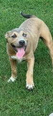 Scooby, a ADOPTABLE mixed breed in Hot Springs, AR image 6/6