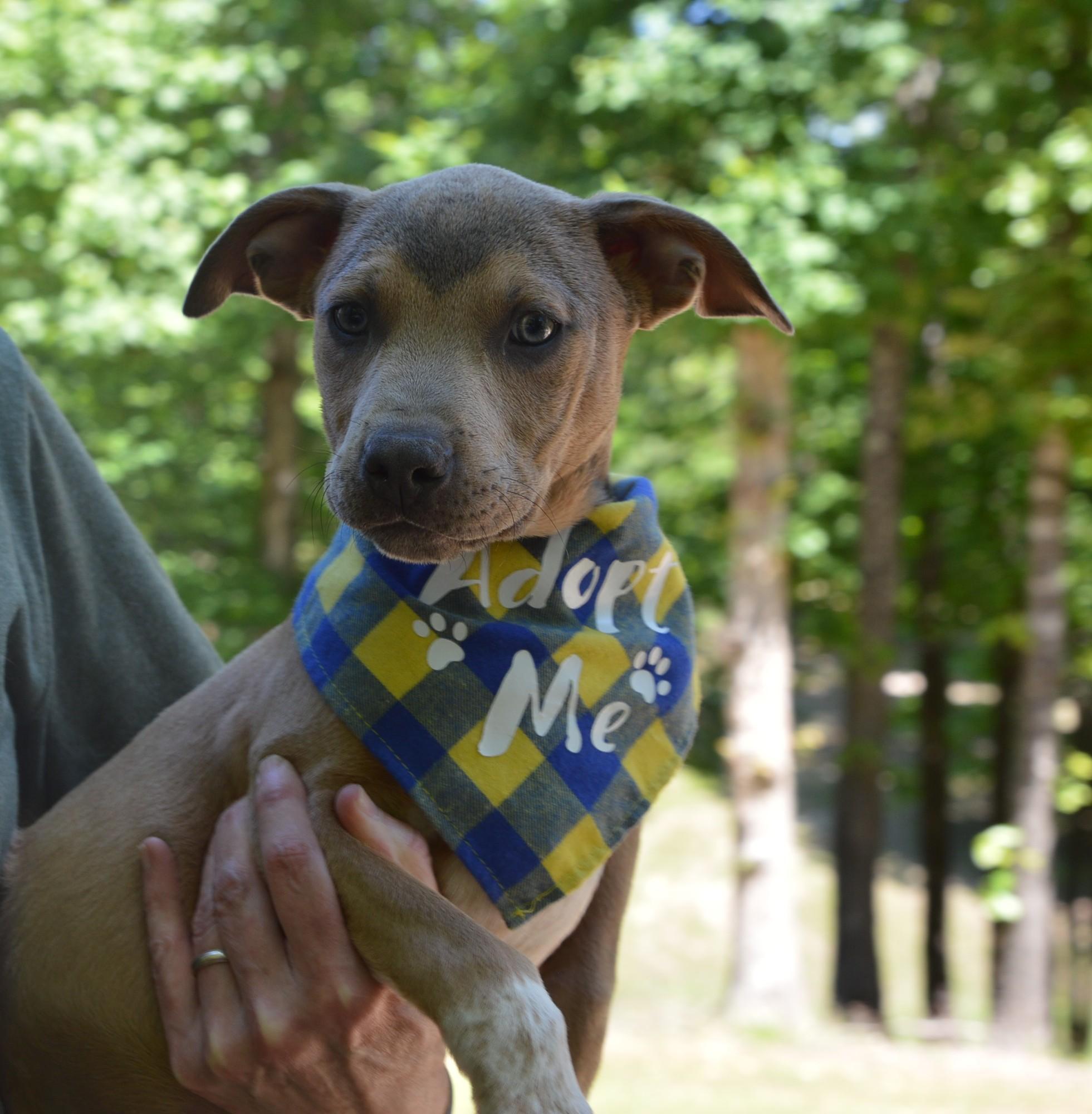 Scooby, ADOPTABLE, Puppy Male Retriever & Terrier.