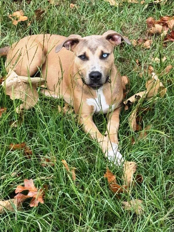 Enlarge Scooby, a ADOPTABLE mixed breed in Hot Springs, AR image 6/6